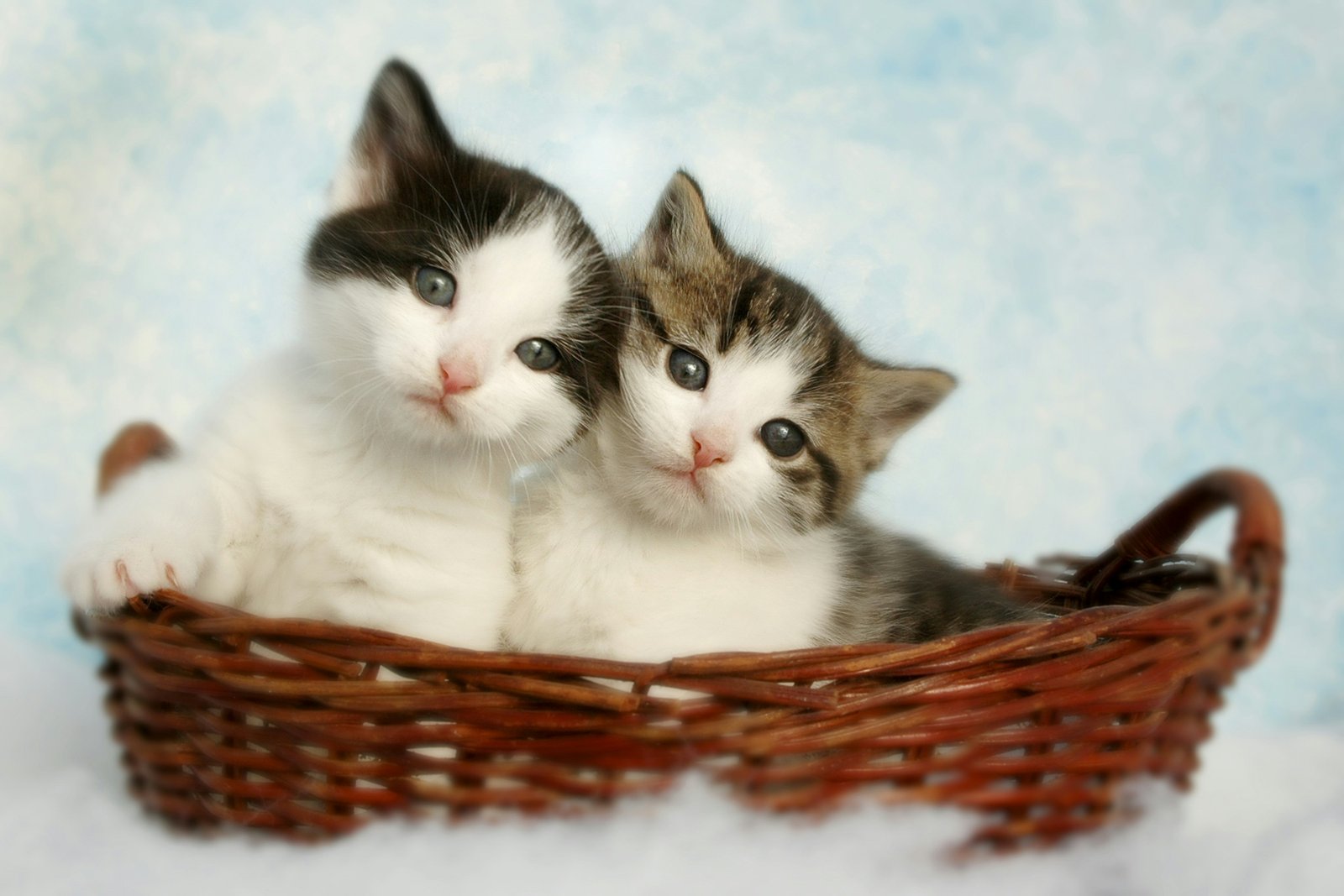 Cat available for adoption