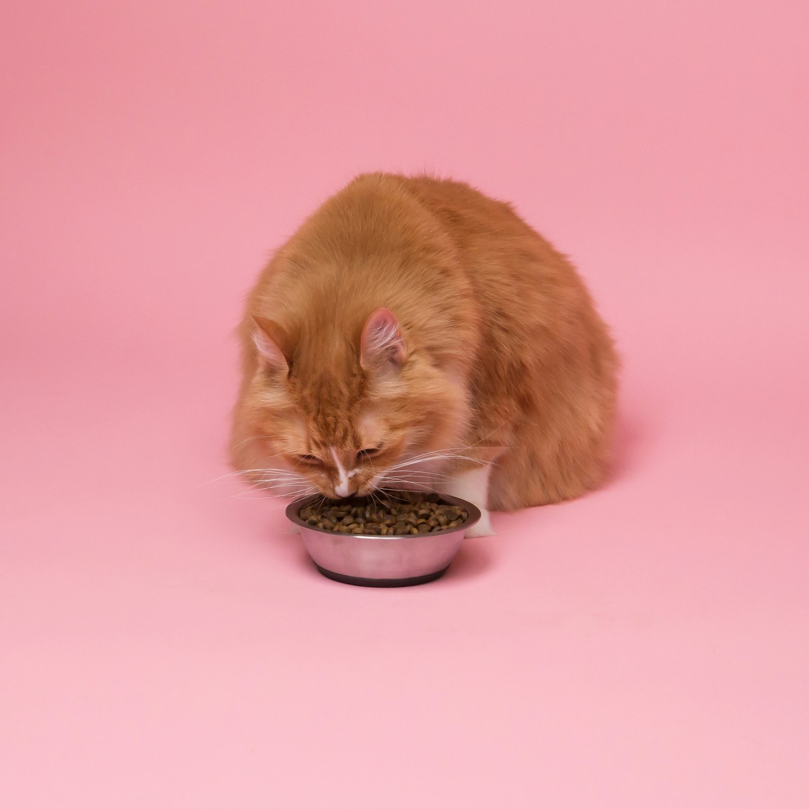 Cat food product