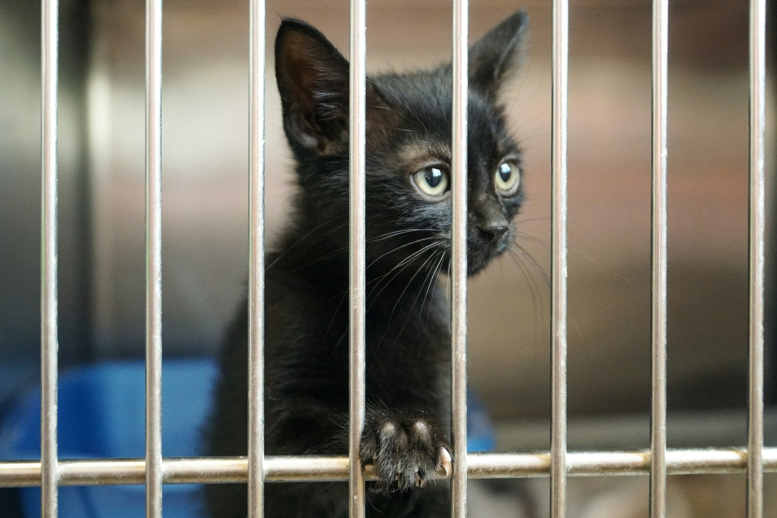 A vulnerable cat in need of medical care