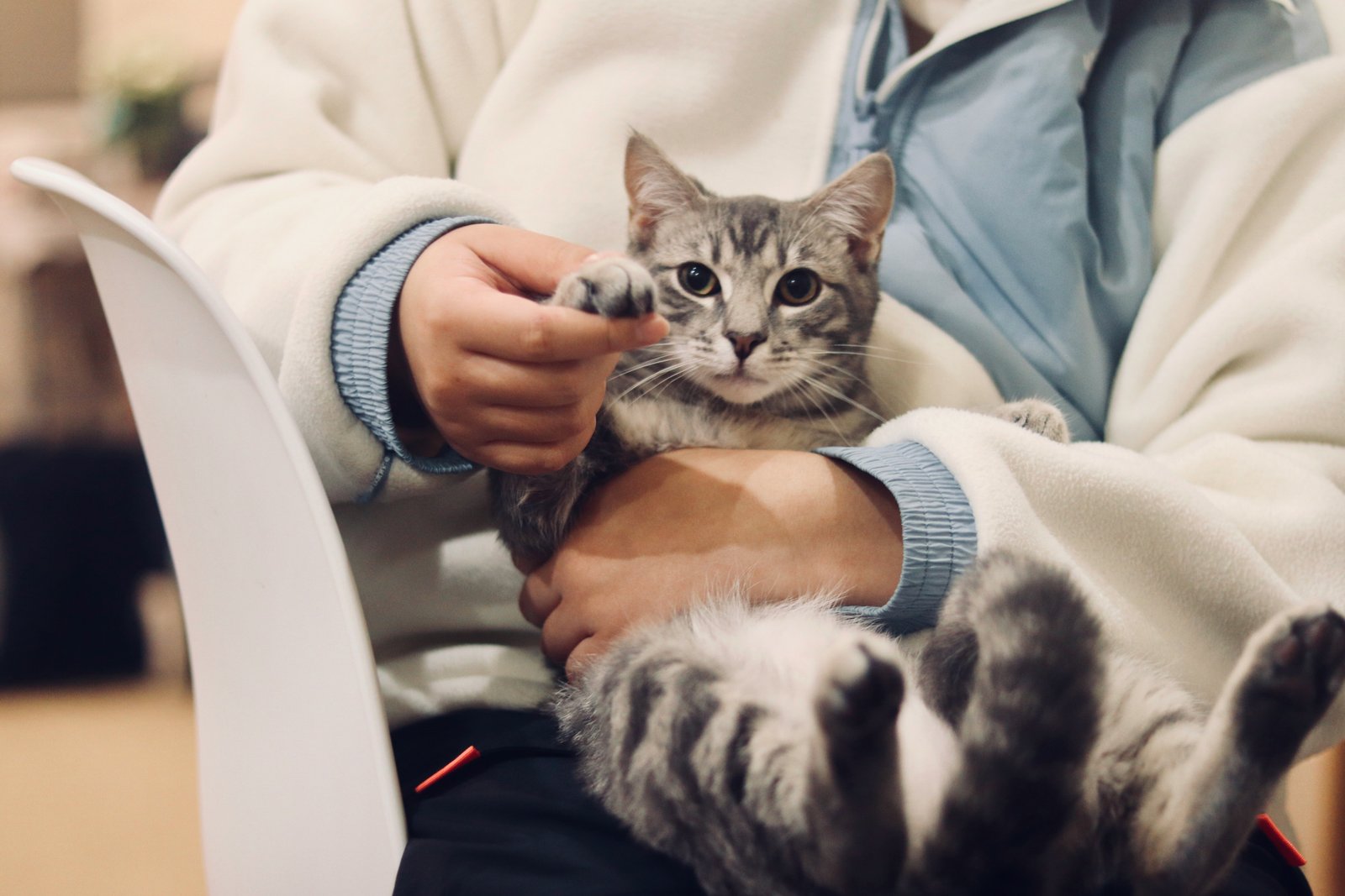 Veterinary care for cats